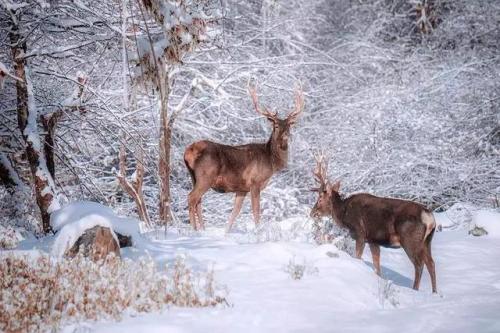 打雪仗，逗逗可爱的小鹿，看云海，在成都出发3.5h，打卡冰雪童话世界。